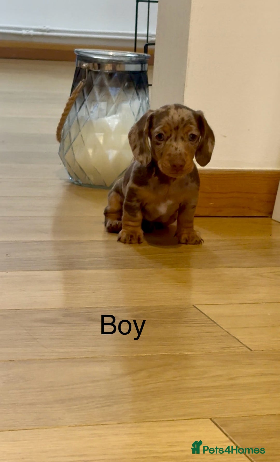 Miniature Dachshund dogs for sale: READY NOW - 2 boys left - KC registered  - Image 5