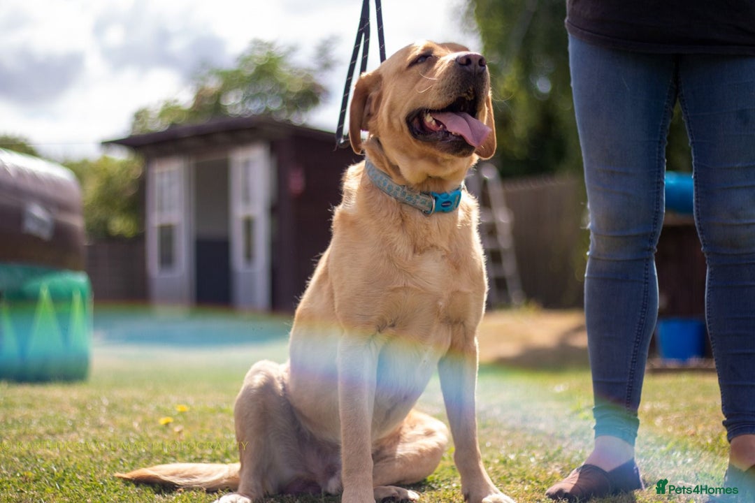 Labrador Retriever dogs for sale: KC Registered Labrador Retriever Puppies in Ross-on-Wye - Image 15