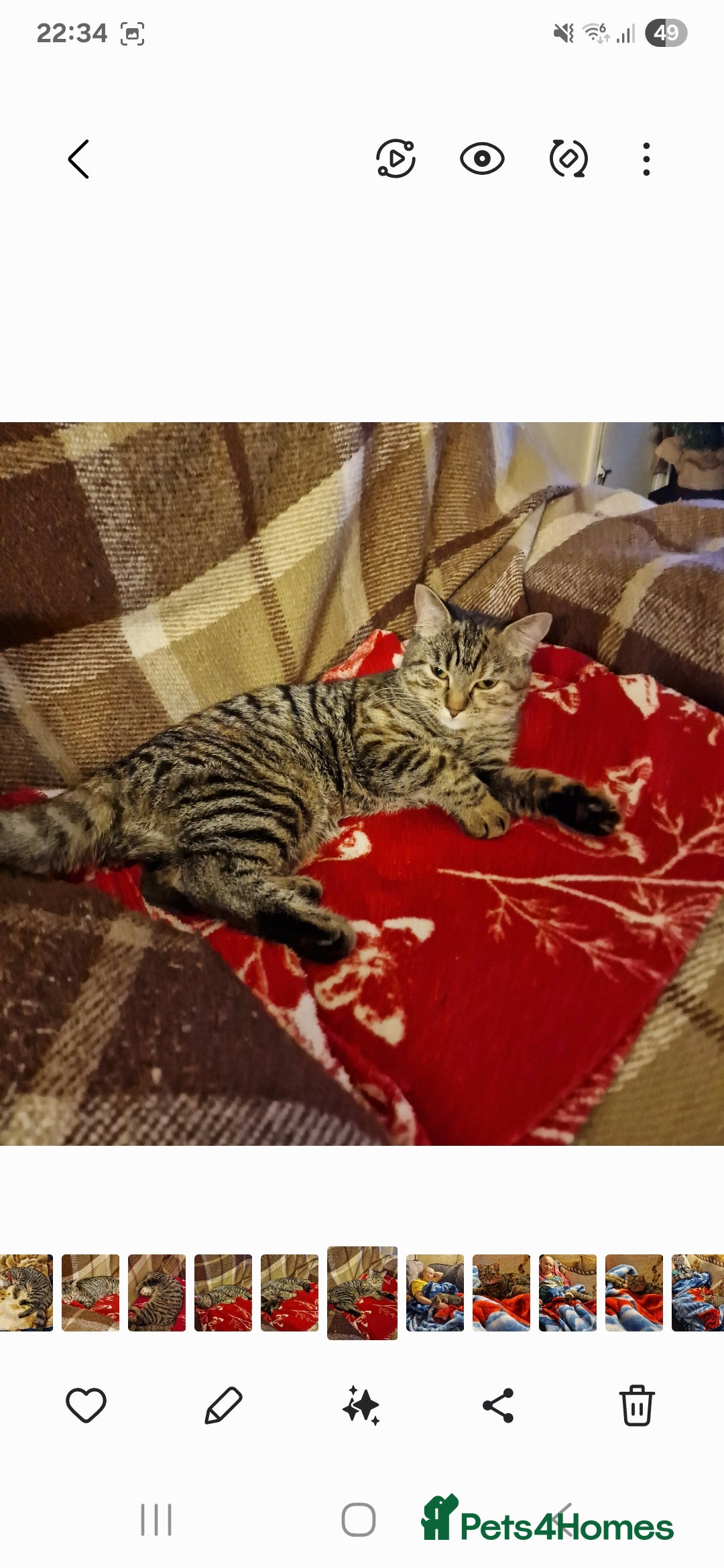 Mixed Breed cats for sale: Mixed breed female cat Free to a good home - Image 2