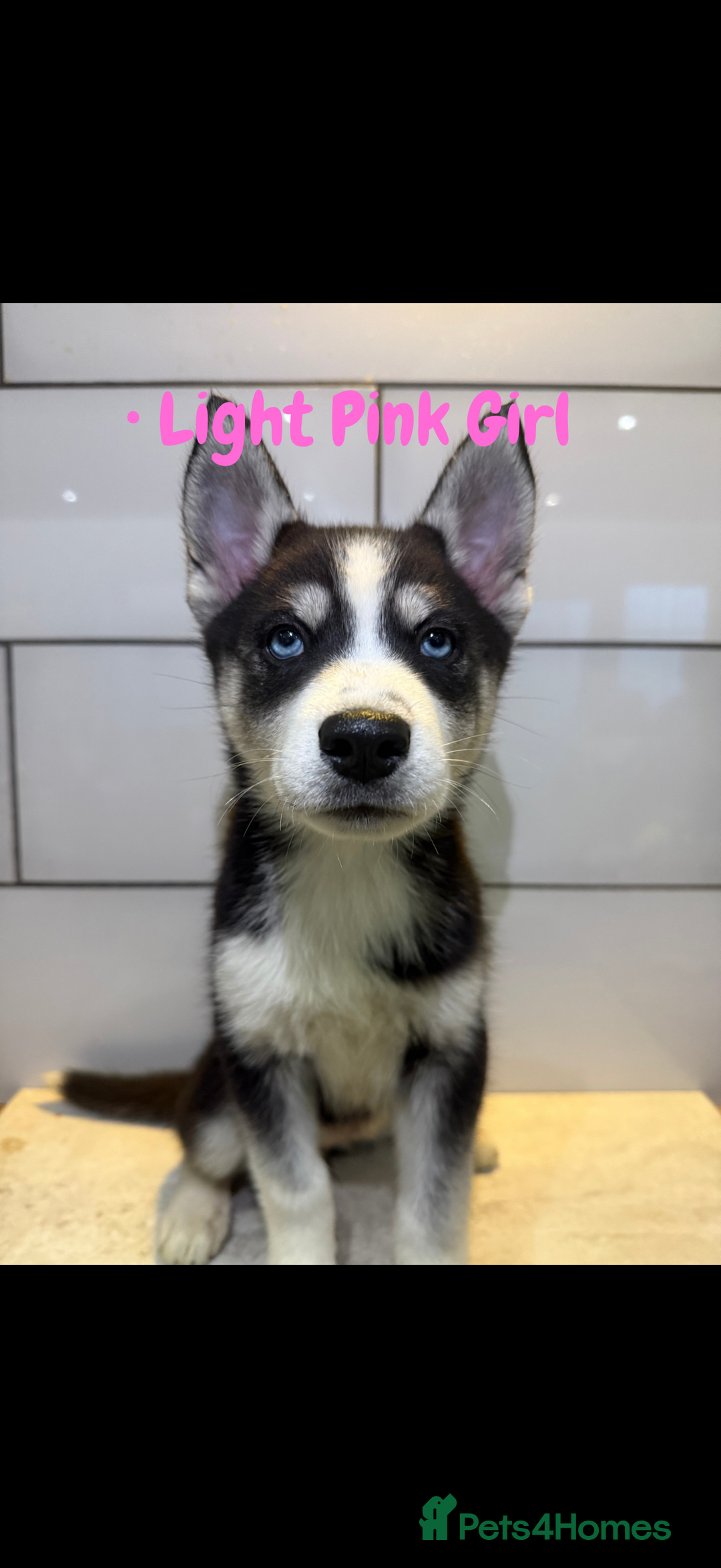 Siberian Husky dogs for sale: Husky Puppy🌸 - Advert 1
