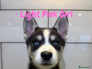 Siberian Husky dogs Husky Puppy🌸 - Advert 3