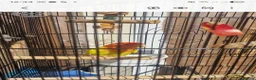 Lovebirds birds for sale: Lovebird - Advert 3