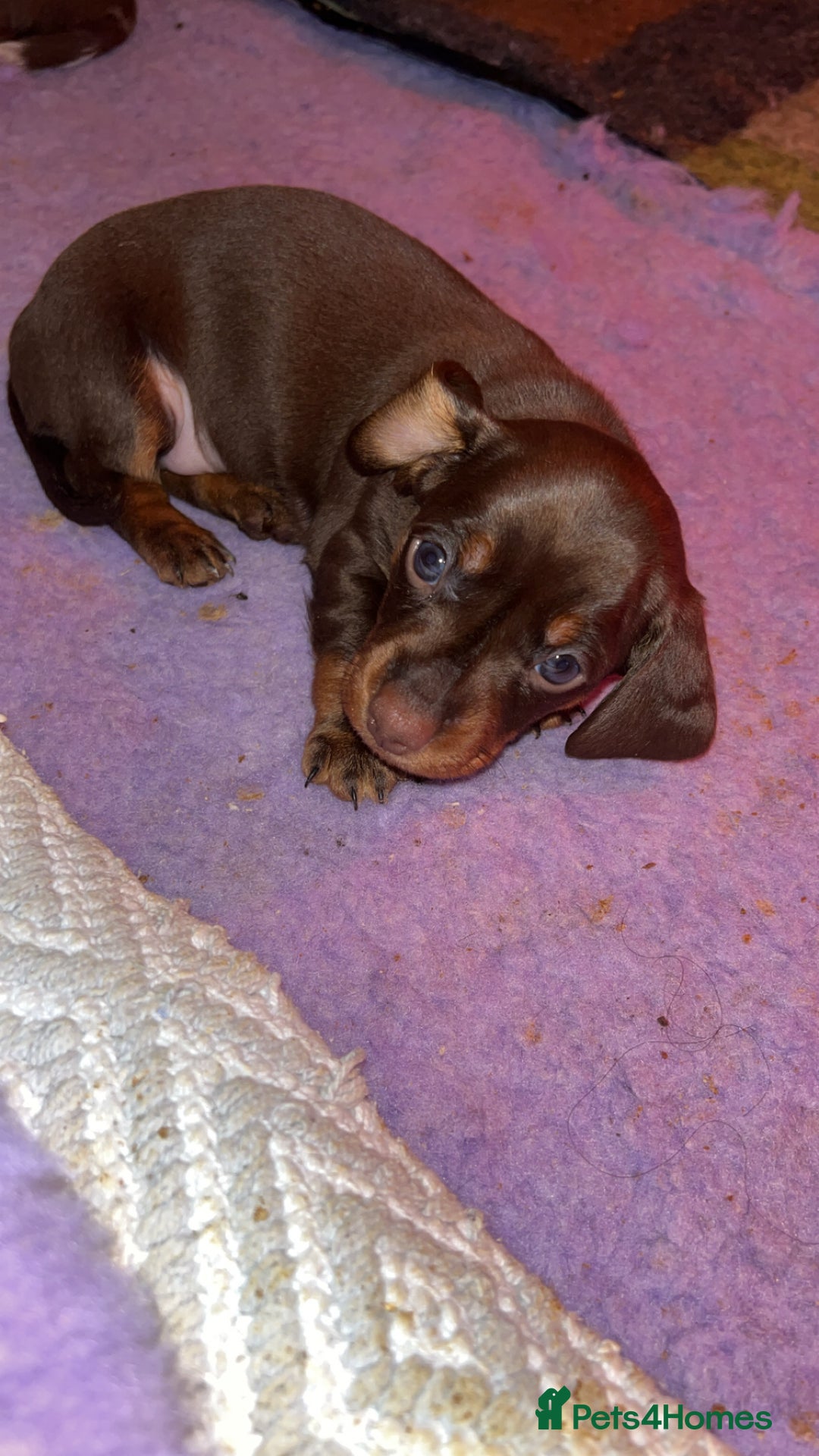 Dachshund dogs for sale: Dachshund puppies  - Advert 9