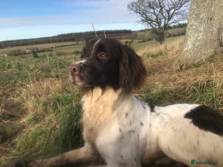 English Springer Spaniel dogs For stud in Alresford - Advert 3