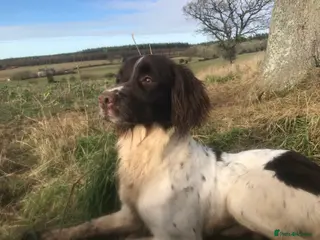 English Springer Spaniel dogs For stud in Alresford - Advert 6