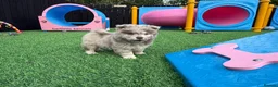 Chow Chow dogs for sale: Stunning exotic colour chowski puppies for sale  - Advert 24