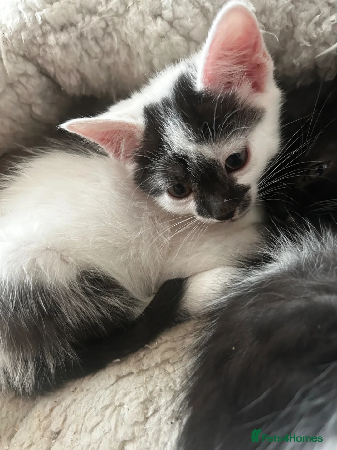 British Shorthair cats for sale: Beautiful British short hair kittens  - Advert 25