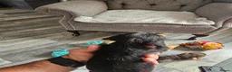 Dachshund dogs for sale: Wirehaired daschund pups - Advert 3