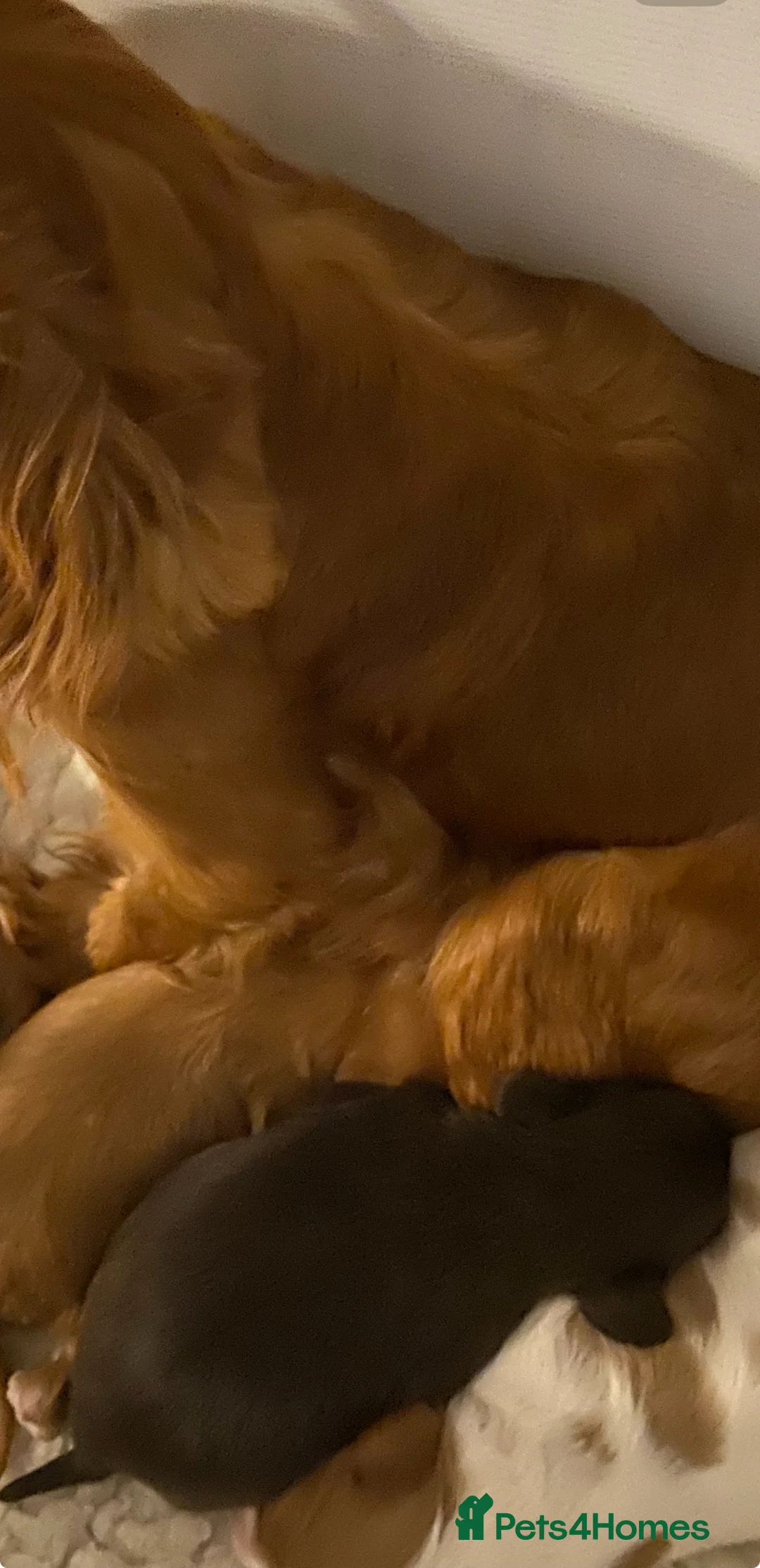 Cavalier King Charles Spaniel dogs for sale: Solid Chocolate and Tan Boy  🤎  - Advert 2