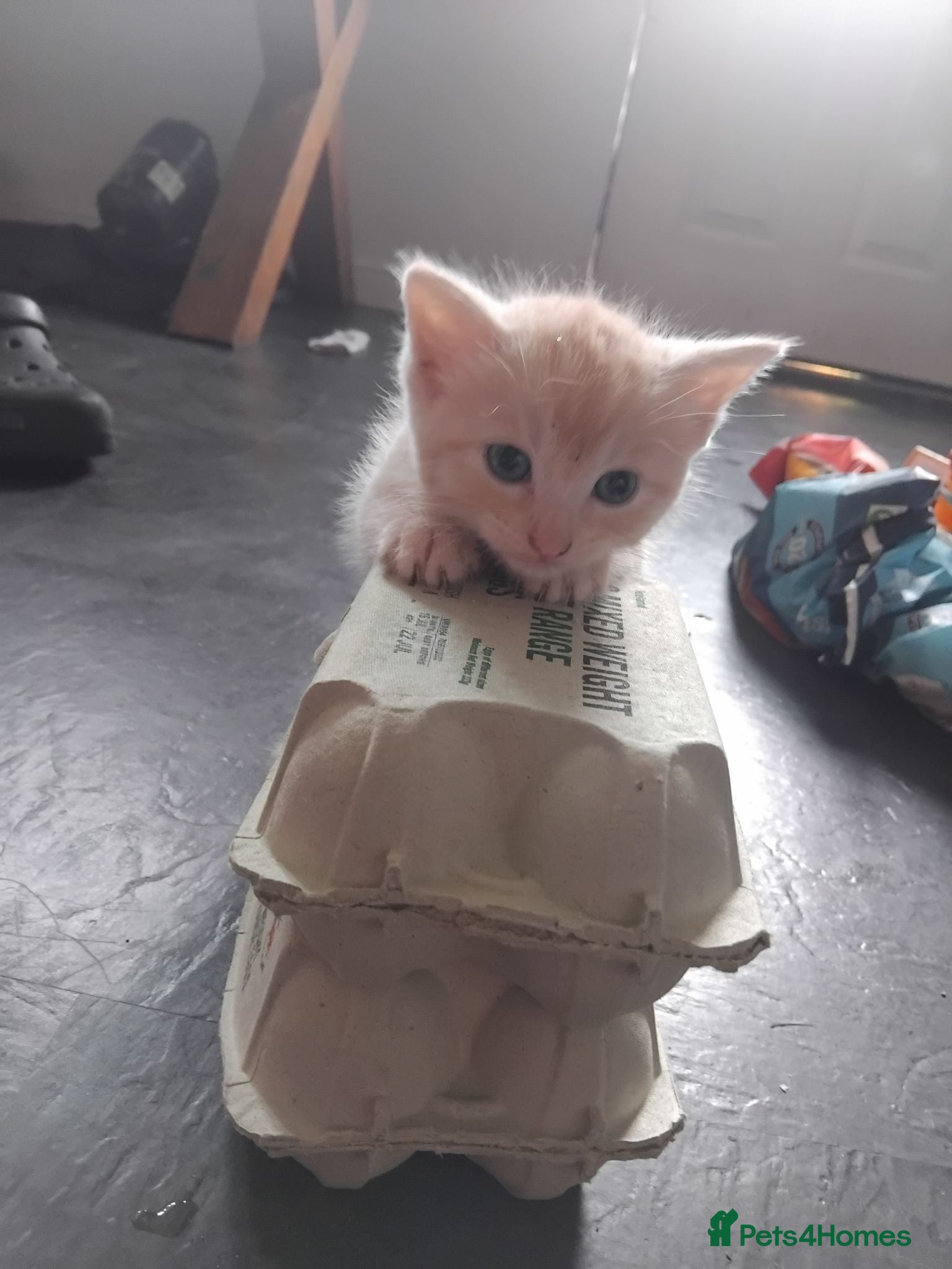 Mixed Breed cats 2 beautiful ginger kittens for sale - Advert 3