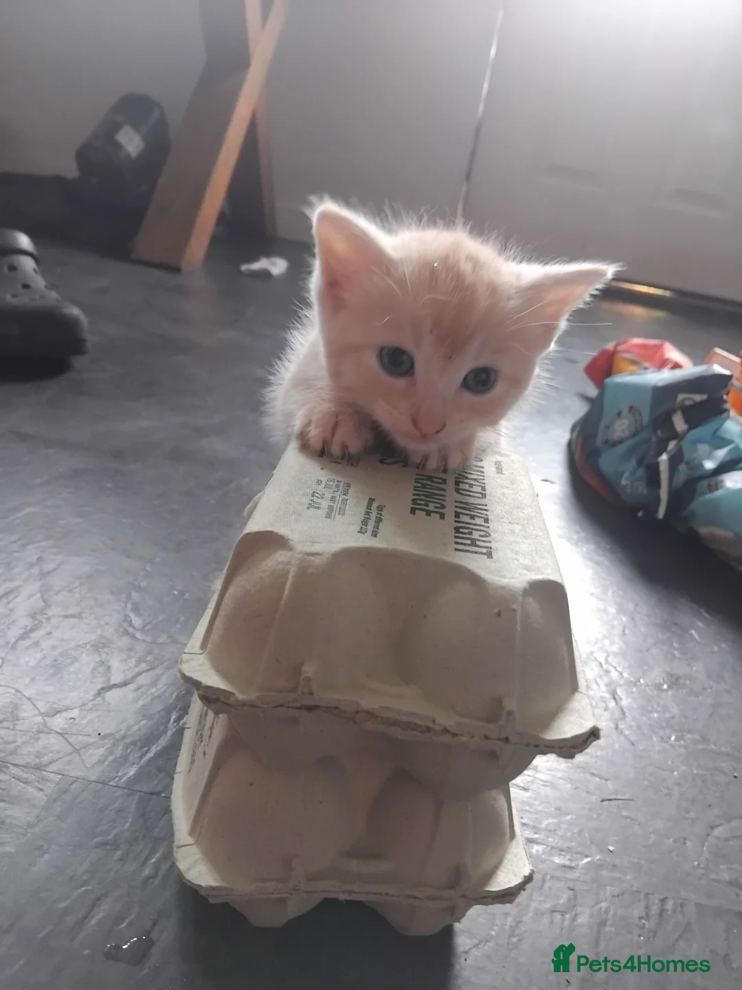 Mixed Breed cats for sale: 2 beautiful ginger kittens for sale - Advert 1