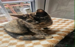 British Shorthair cats for sale: Stunning British Shorthair Kittens Ready Now! - Image 22