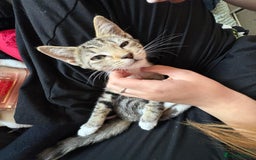 Mixed Breed cats for sale: Kitten For Adoption - Image 2