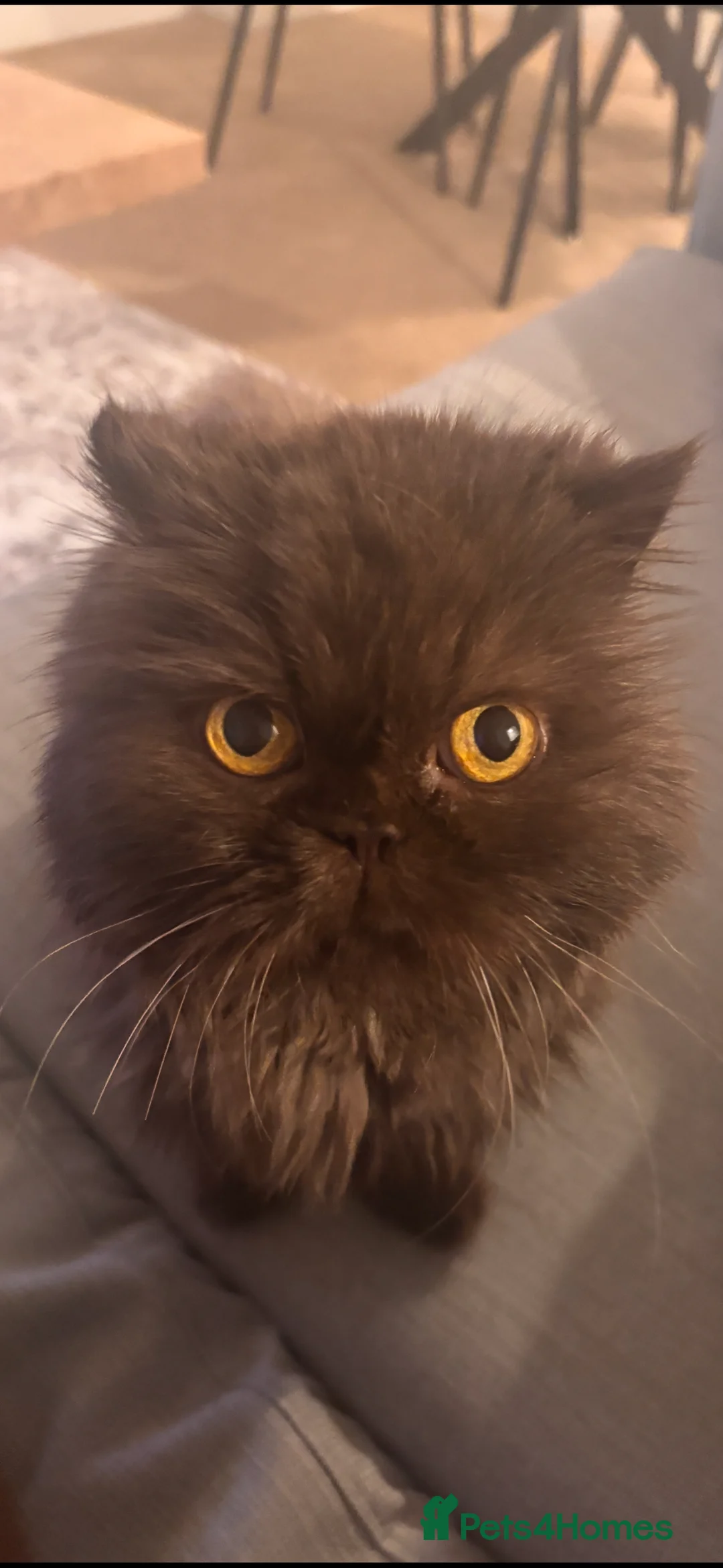 Persian cats for sale: Re-homing female Persian  - Advert 2