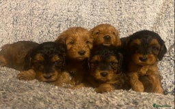 Cockapoo dogs for sale: Beautiful F1 Toy Cockapoo puppies  - Image 1