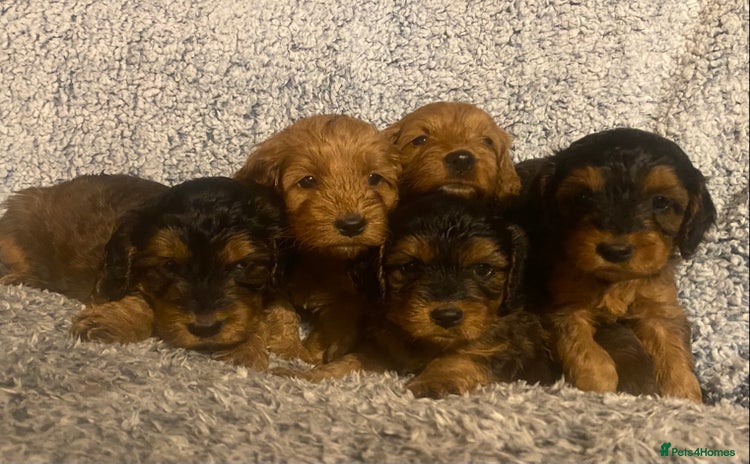 Cockapoo dogs - Advert 1
