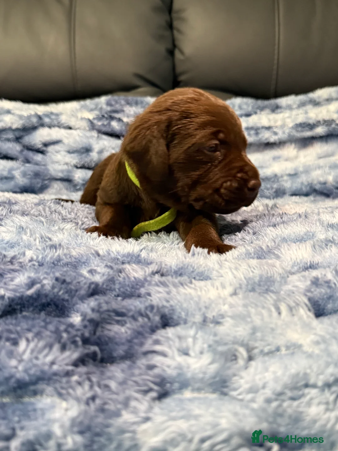 Labrador Retriever dogs for sale: STUNNING CHOCOLATE LABRADOR PUPPIES!!!! - Advert 8