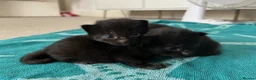 Mixed Breed cats for sale: Ragdoll x kittens  in Cardigan - Advert 3