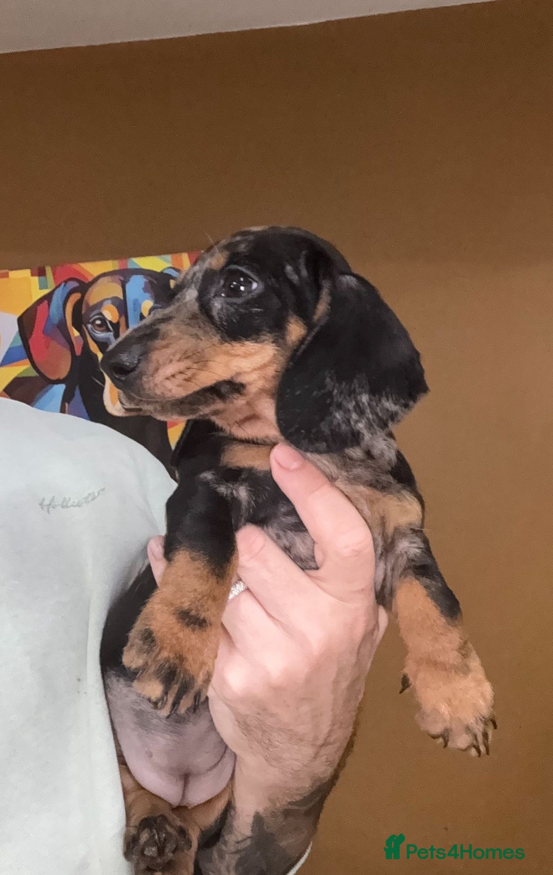 Miniature Dachshund dogs for sale: 🩷Stunning KC Mini Dachshund Puppies READY NOW  - Image 11