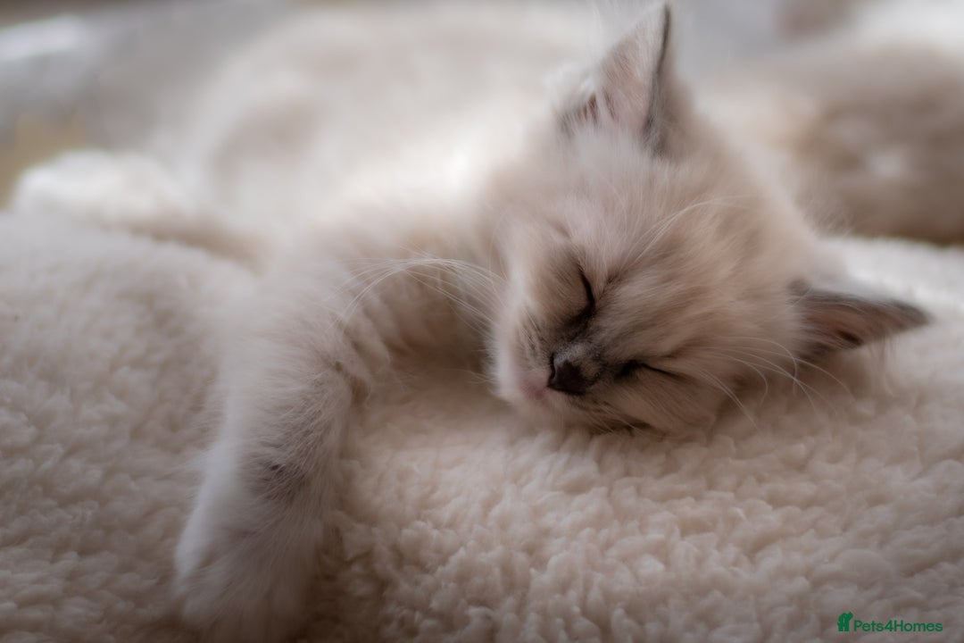 Ragdoll cats for sale: Ready Now GCCF Ragdoll Kittens Irresistibly Cuddly - Image 9