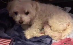 Maltipoo dogs for sale: ✨ F1 Maltipoo Puppies – Tiny, Loving & intelligent - Image 6
