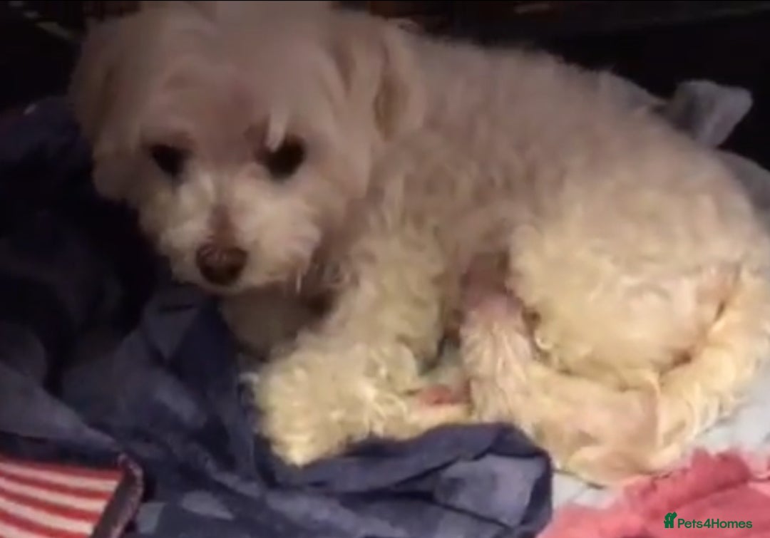 Maltipoo dogs for sale: ✨ F1 Maltipoo Puppies – Tiny, Loving & intelligent - Image 6