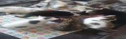 Mixed Breed cats for sale: 10 beautiful cuddly kittens - Advert 6
