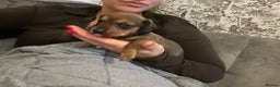 Miniature Dachshund dogs for sale: Kc true miniature dachshunds puppies - Advert 23