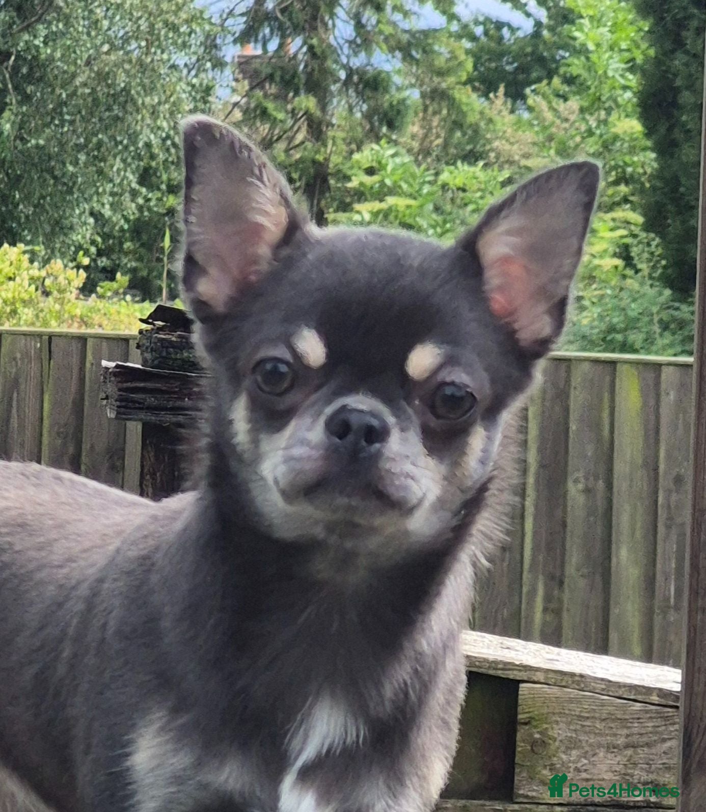 Chihuahua dogs Stunning Blue Chihuahua Girl  - Advert 3