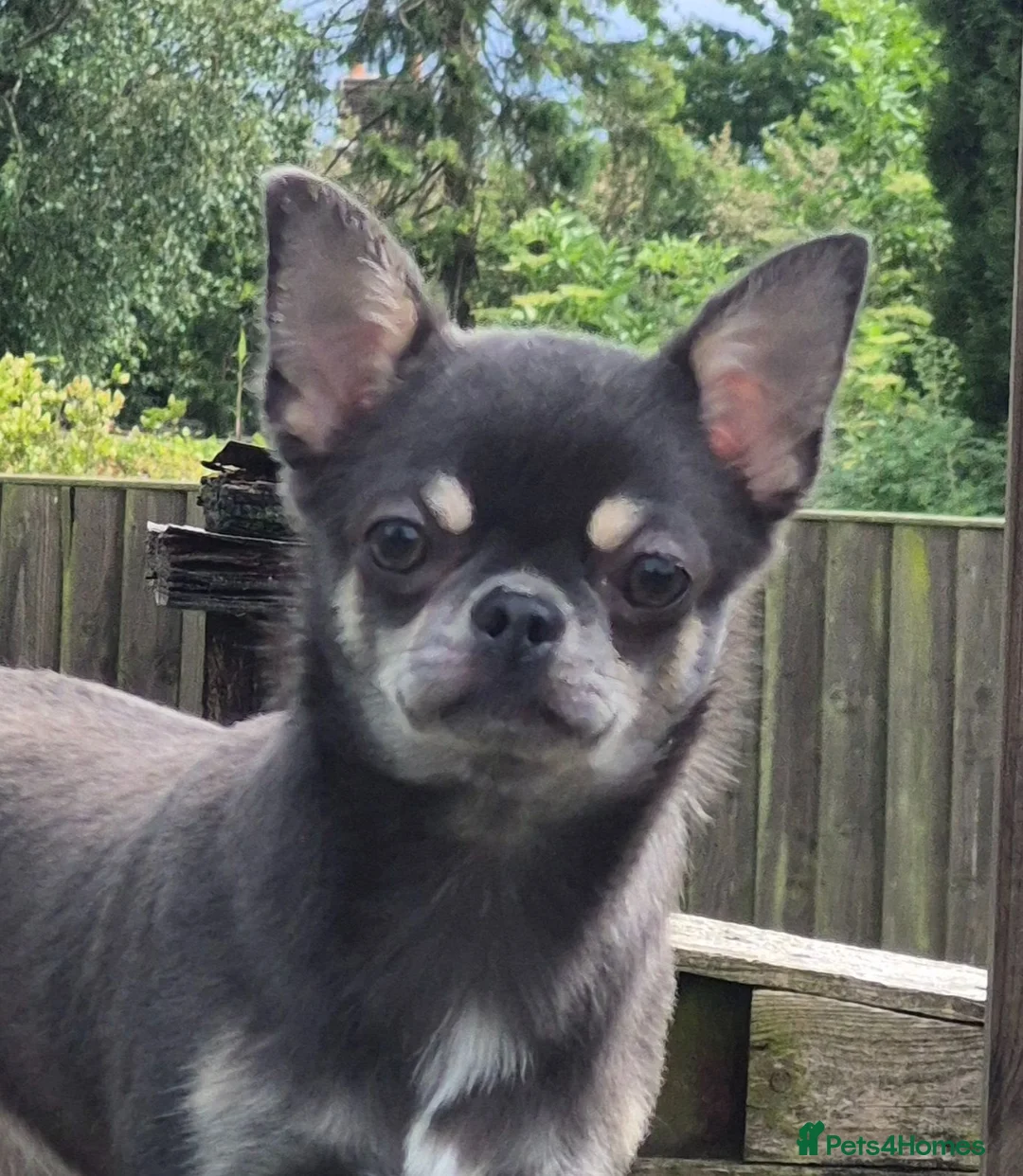 Chihuahua dogs for sale: Stunning Blue Chihuahua Girl  - Advert 1