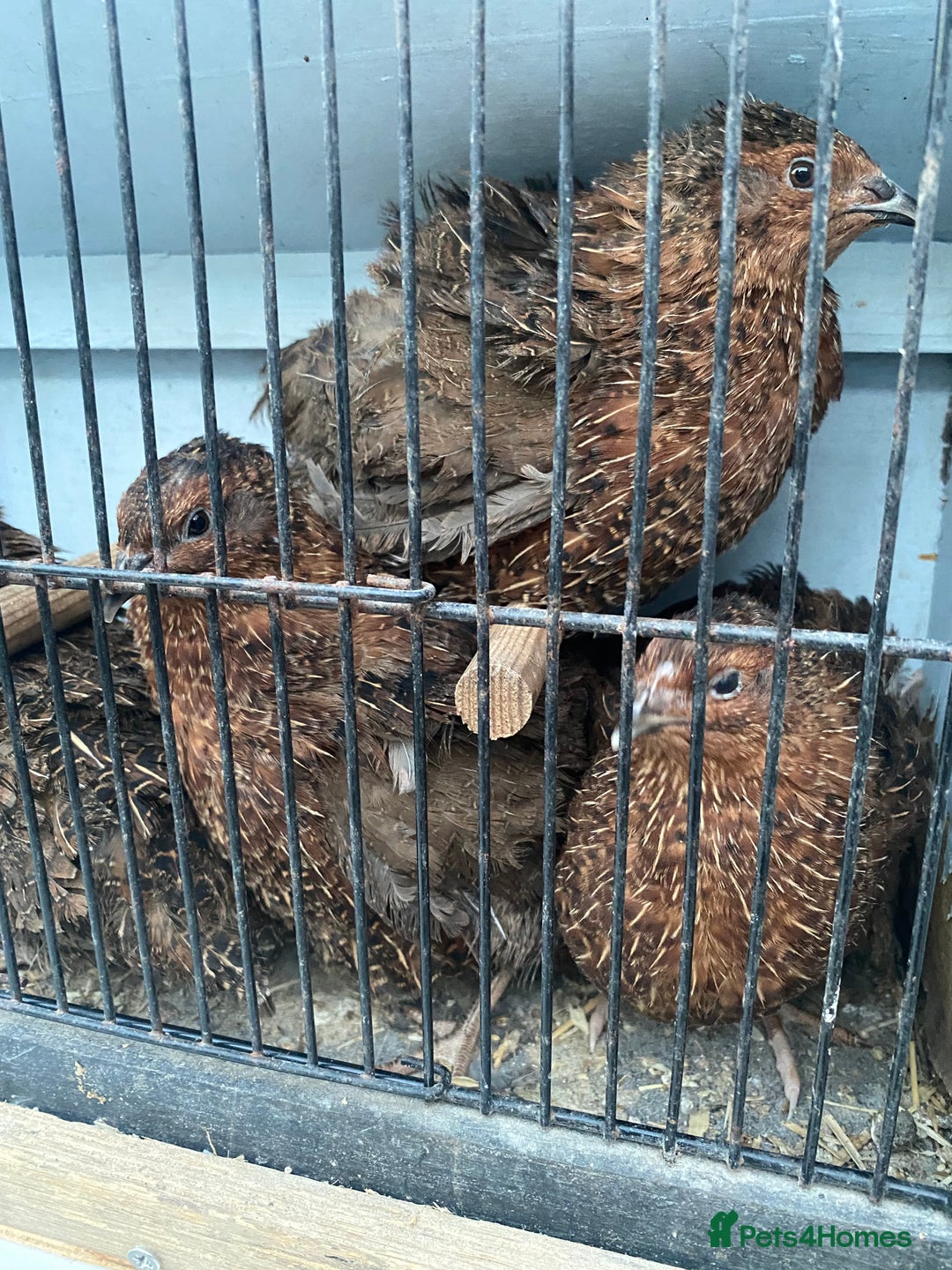 Chickens poultry for sale: Beautiful cock, Pigeon,Quail,H-egg,priceseparate  in Barking - Image 4