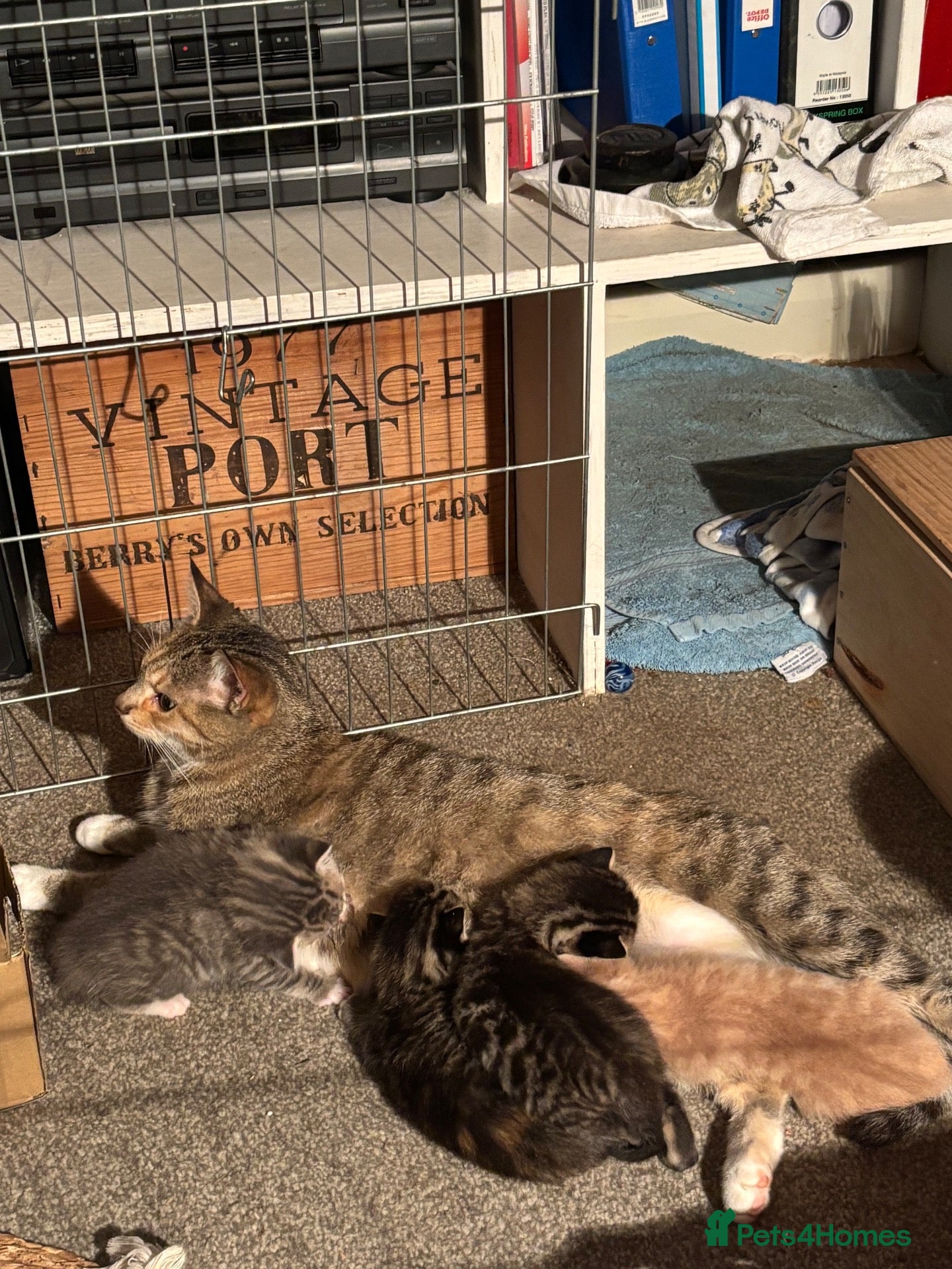 Mixed Breed cats Playful Kittens looking for forever homes - Advert 2