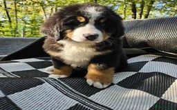 Bernese Mountain Dog dogs for sale: Bernese Mountain Dog - Advert 6