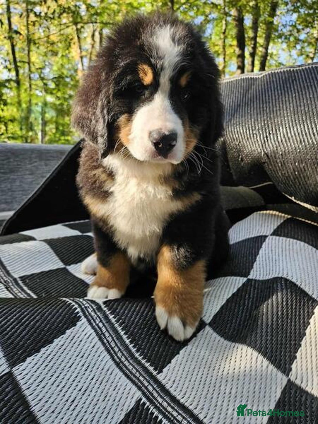 Bernese Mountain Dog dogs for sale: Bernese Mountain Dog - Advert 6