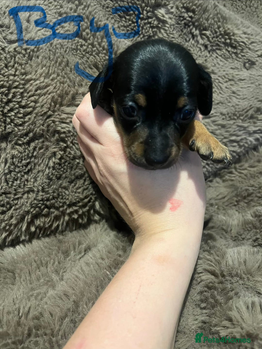 Miniature Dachshund dogs for sale: Miniature dachshund puppies - Advert 8