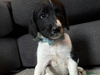 Mixed Breed dogs Lurcher x standard poodle - Advert 1