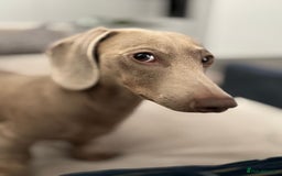 Miniature Dachshund dogs for stud: Mini Dachshund isabella colour for stud - Image 6