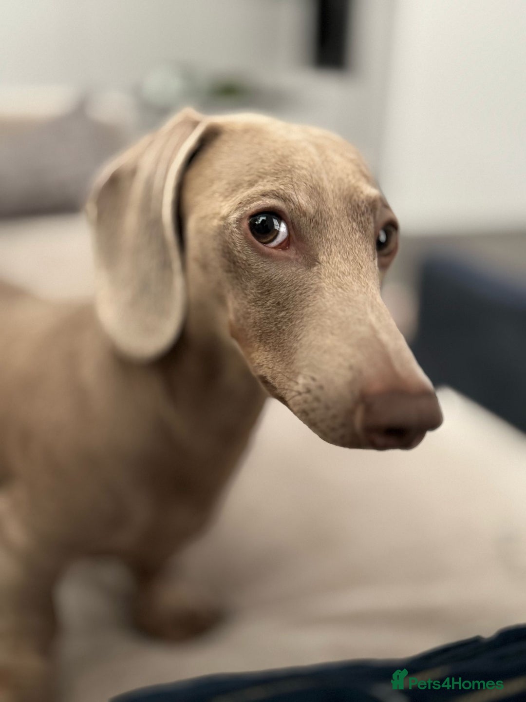 Miniature Dachshund dogs for stud: Mini Dachshund isabella colour for stud - Image 6
