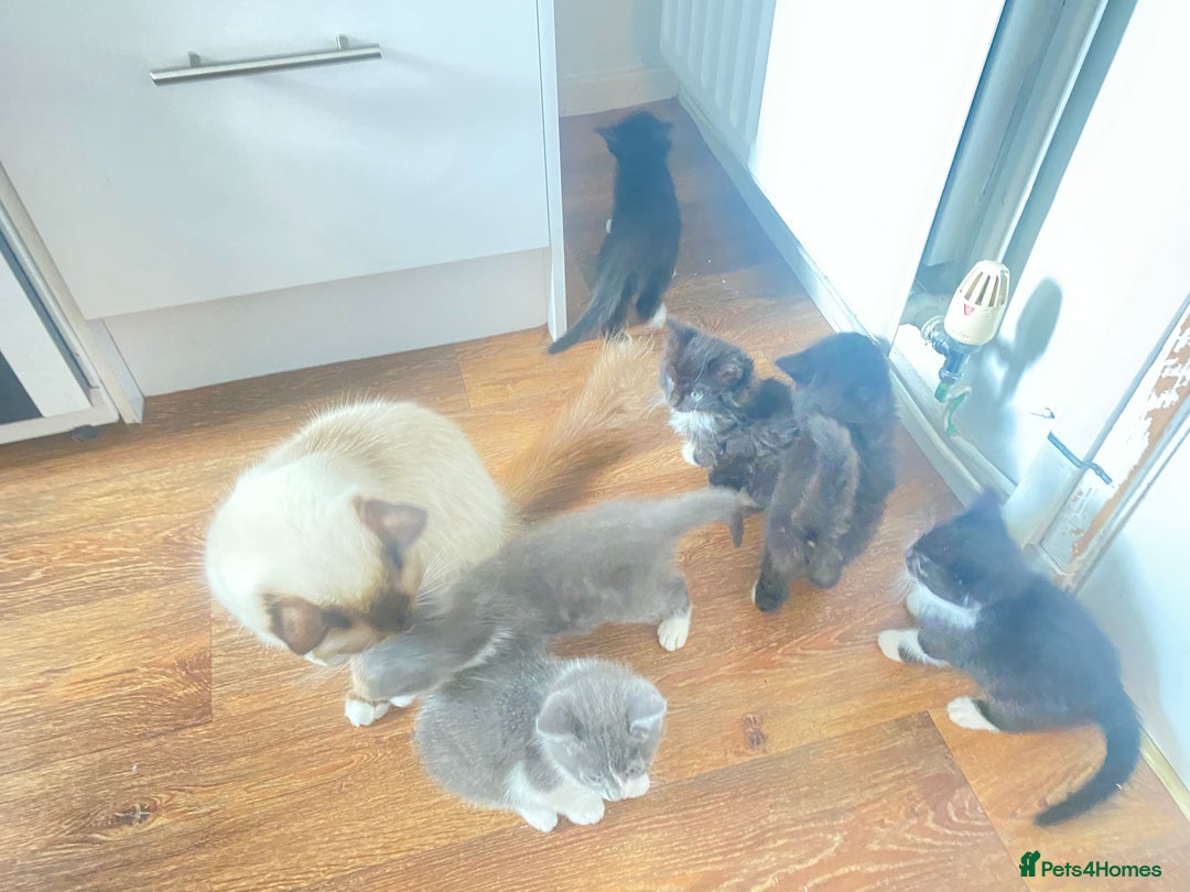 Ragdoll cats for sale: Ragdoll X domestic shorthair kittens  - Image 7