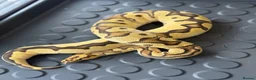 Python Snake reptiles for sale: Royal Python babies for sale…Various morphs. - Advert 12