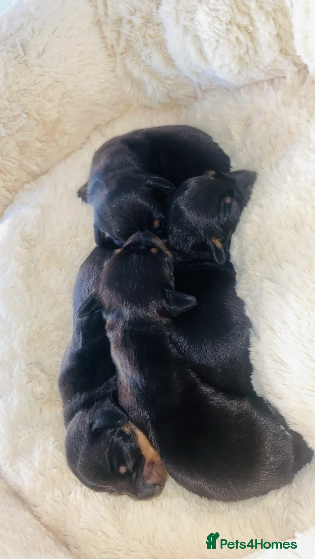 Miniature Dachshund dogs for sale: Miniature dashounds - Advert 2