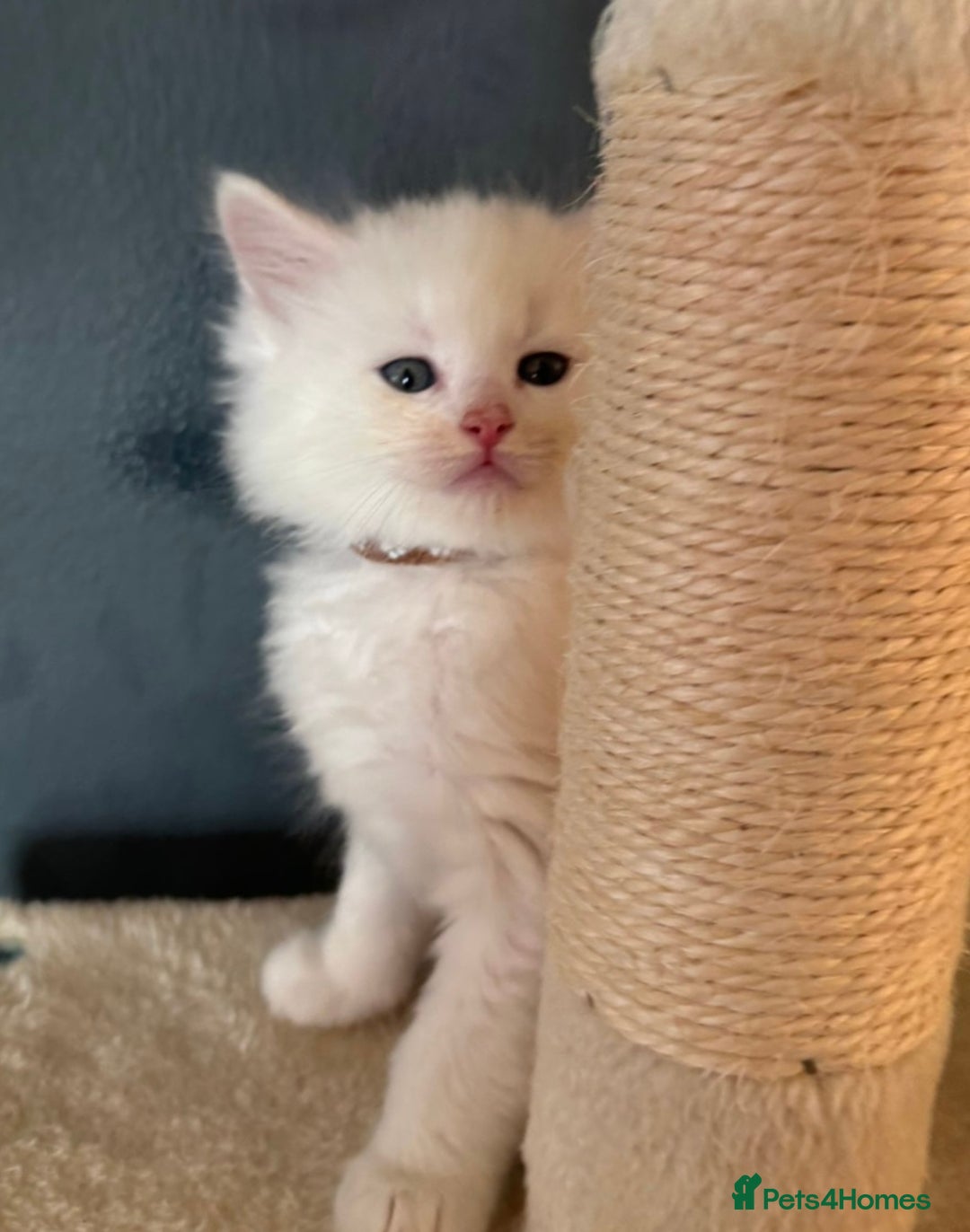 Mixed Breed cats for sale: Stunning Ragdoll x Maine Coon Kittens - Advert 8