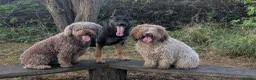 Spanish Water Dog dogs for sale: Spanish water dog  - Advert 30