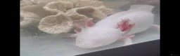Axolotl reptiles for sale: Albino axolotl  - Advert 4