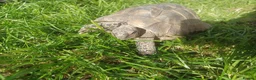 Hermann Tortoise reptiles for sale: Herman tortoise for sale - Advert 3
