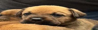 Rottweiler 2