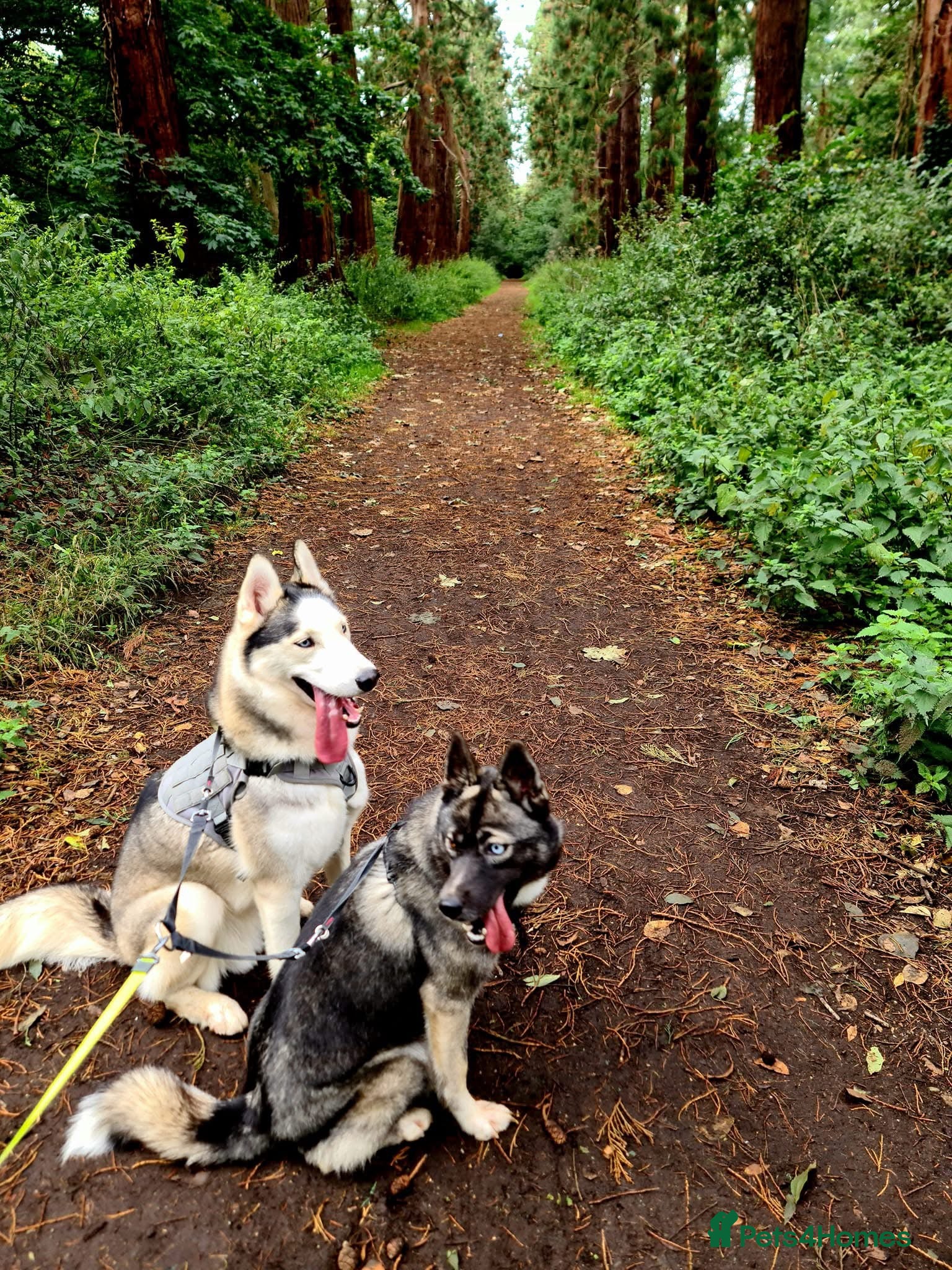 Siberian Husky dogs Siberian Husky, female black coat &amp; bie-eyed - Advert 8