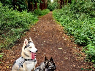 Siberian Husky dogs - Advert 2