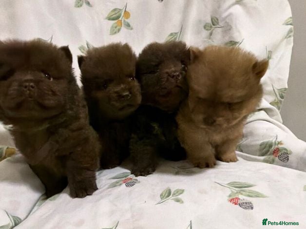 Chow Chow dogs Adorable Chow Chow Puppies  - Advert 1
