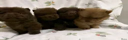 Chow Chow dogs for sale: Adorable Chow Chow Puppies  in Harrow - Advert 1